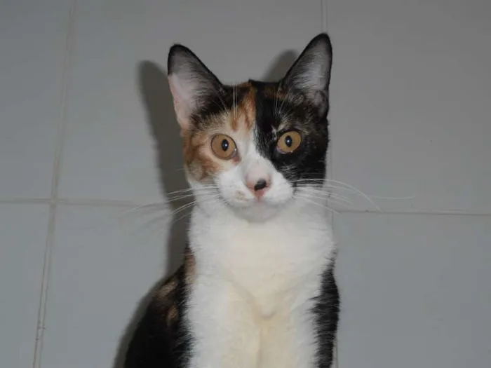 Gato ra a srd idade 7 a 11 meses nome Pavê