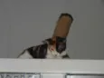Pavê