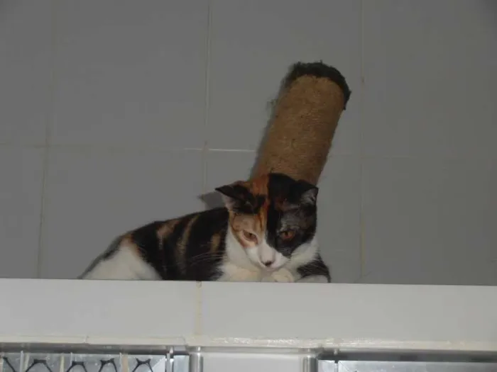 Gato ra a srd idade 7 a 11 meses nome Pavê