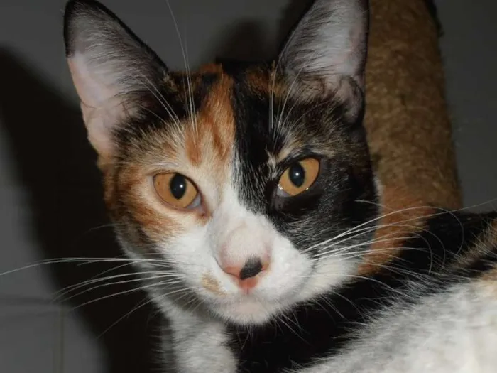 Gato ra a srd idade 7 a 11 meses nome Pavê