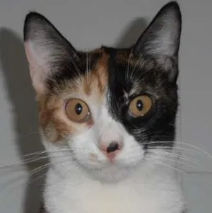 Gato raça srd idade 7 a 11 meses nome Pavê