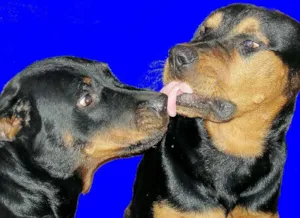 Cachorro raça Rottweiler idade 3 anos nome Sara e Axel