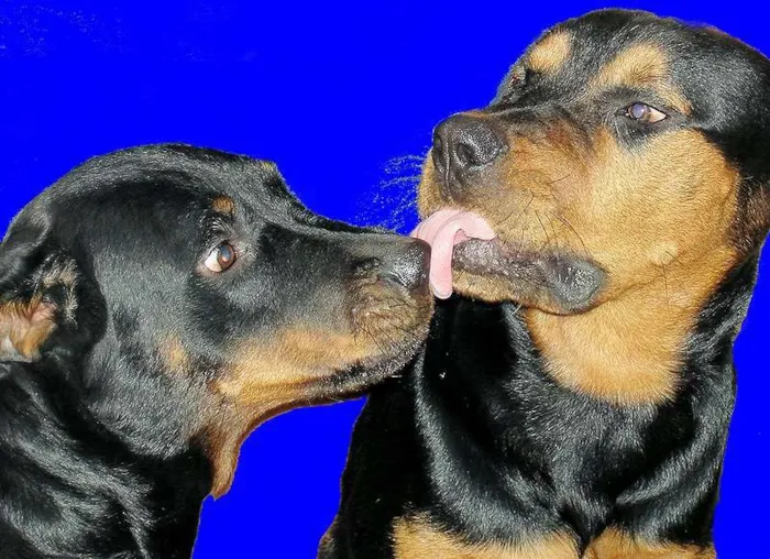 Cachorro ra a Rottweiler idade 3 anos nome Sara e Axel