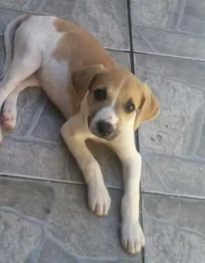 Cachorro raça SRD idade 2 a 6 meses nome ROSE