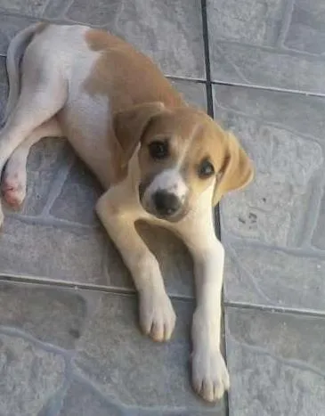 Cachorro ra a SRD idade 2 a 6 meses nome ROSE