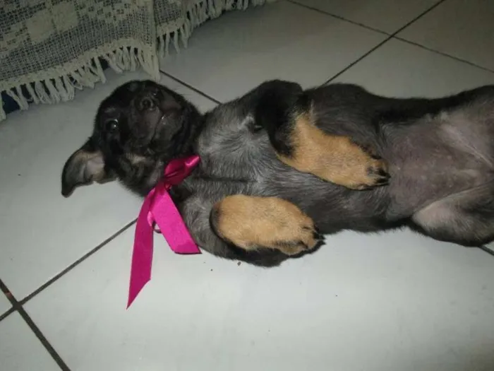 Cachorro ra a SRD idade 2 a 6 meses nome Rane