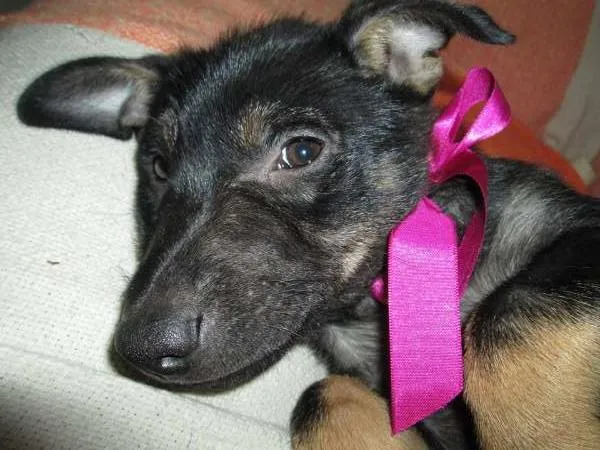 Cachorro ra a SRD idade 2 a 6 meses nome Rane