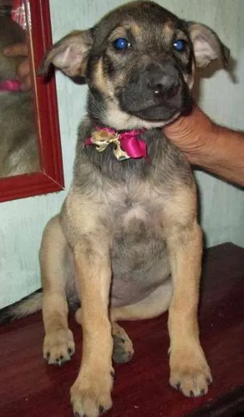 Cachorro ra a SRD idade  nome Mel