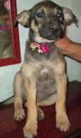 Mel