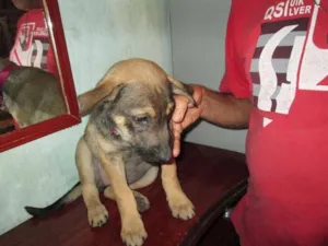 Cachorro raça SRD idade  nome Mel