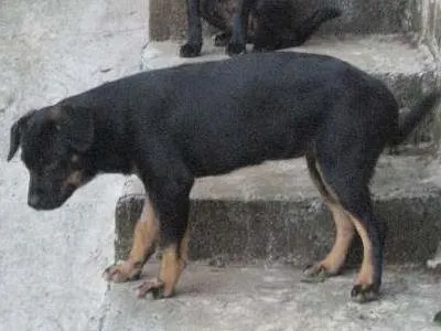 Cachorro ra a SRD idade 7 a 11 meses nome Pata