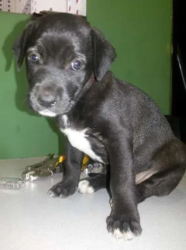 Cachorro raça não tem  idade Abaixo de 2 meses nome Não tem