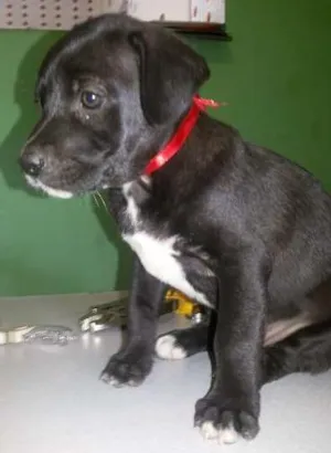 Cachorro raça não tem  idade Abaixo de 2 meses nome Não tem