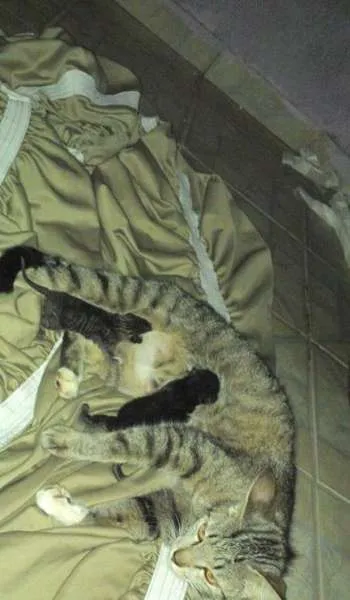 Gato ra a  idade  nome Tchuca