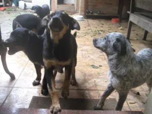 Cachorro raça SRD idade 7 a 11 meses nome Teca