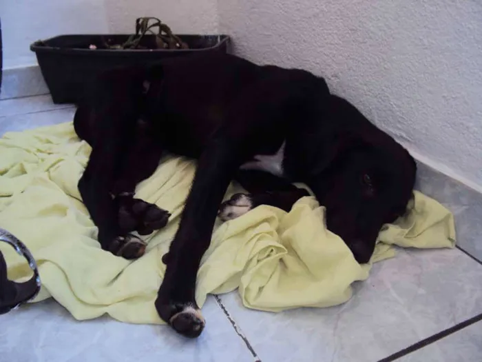 Cachorro raça Vira Lata idade 2 a 6 meses nome Paçoca