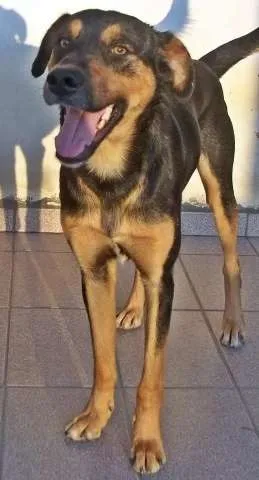 Cachorro ra a Rotwailer mestiço idade 1 ano nome Rex