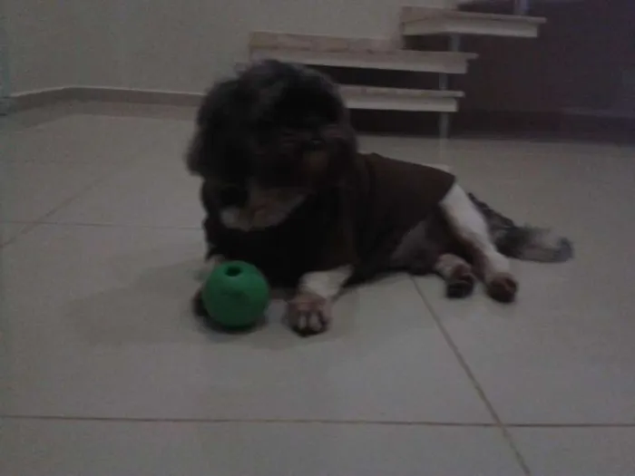 Cachorro raça Shitzu idade 5 anos nome Billy