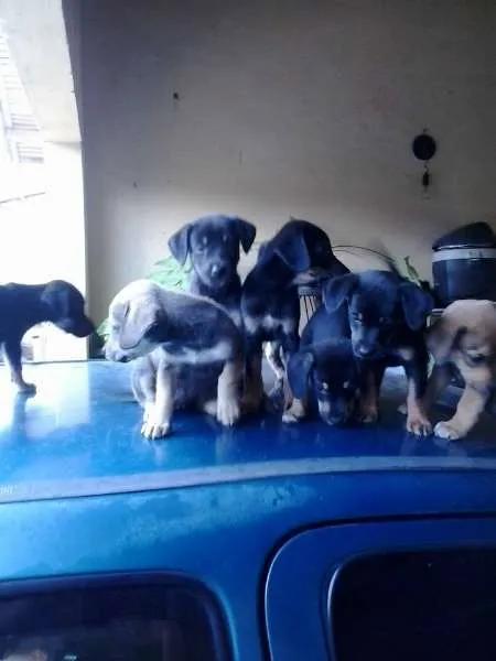 Cachorro ra a vira lata idade Abaixo de 2 meses nome filhotes