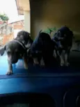 filhotes
