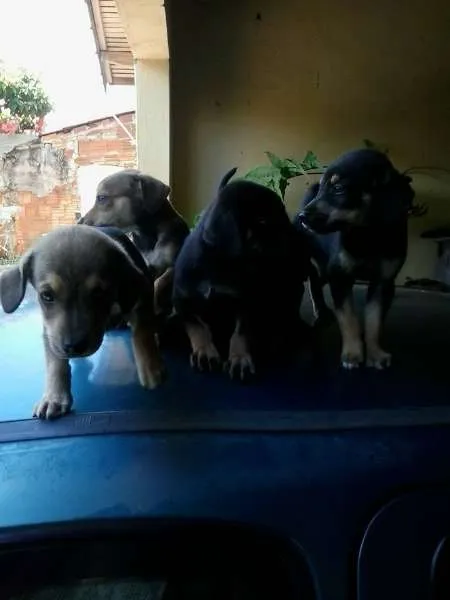 Cachorro ra a vira lata idade Abaixo de 2 meses nome filhotes