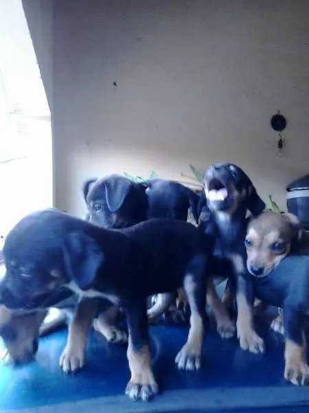 Cachorro ra a vira lata idade Abaixo de 2 meses nome filhotes
