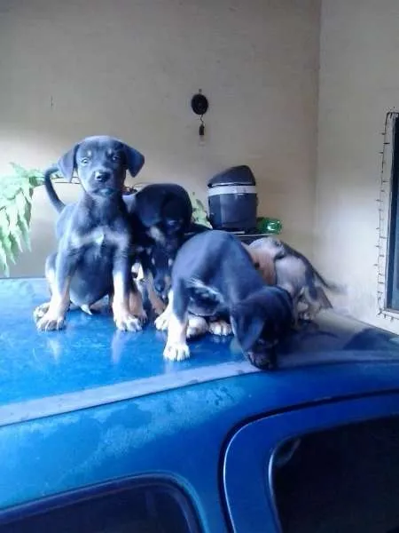 Cachorro ra a vira lata idade Abaixo de 2 meses nome filhotes