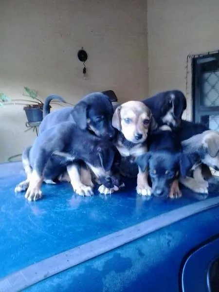 Cachorro ra a vira lata idade Abaixo de 2 meses nome filhotes