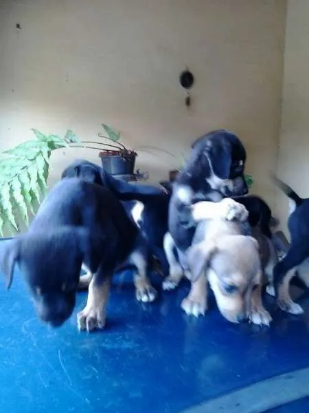 Cachorro ra a vira lata idade Abaixo de 2 meses nome filhotes