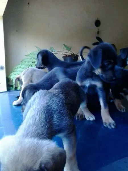 Cachorro ra a vira lata idade Abaixo de 2 meses nome filhotes
