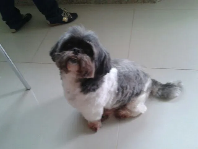 Cachorro raça Shitzu idade 5 anos nome Billy