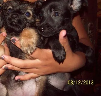 Cachorro raça MIX  POODLE  idade Abaixo de 2 meses nome MIX  POODLE 