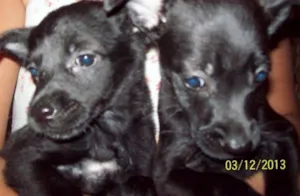 Cachorro raça MIX  POODLE  idade Abaixo de 2 meses nome MIX  POODLE 