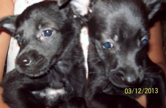 Cachorro raça MIX  POODLE  idade Abaixo de 2 meses nome MIX  POODLE 