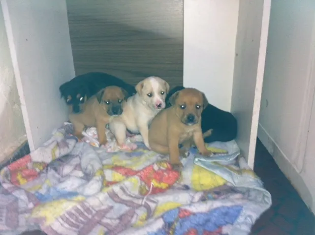 Cachorro ra a  idade Abaixo de 2 meses nome Filhotes