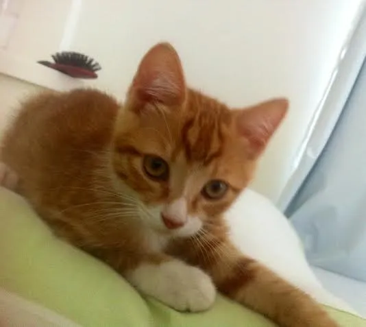 Gato ra a SRD idade 2 a 6 meses nome Zacarias