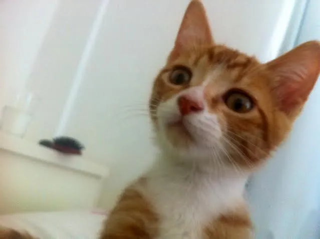 Gato ra a SRD idade 2 a 6 meses nome Zacarias