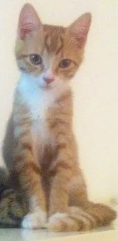 Gato ra a SRD idade 2 a 6 meses nome Zacarias