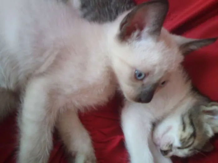 Gato ra a SND idade Abaixo de 2 meses nome Vários