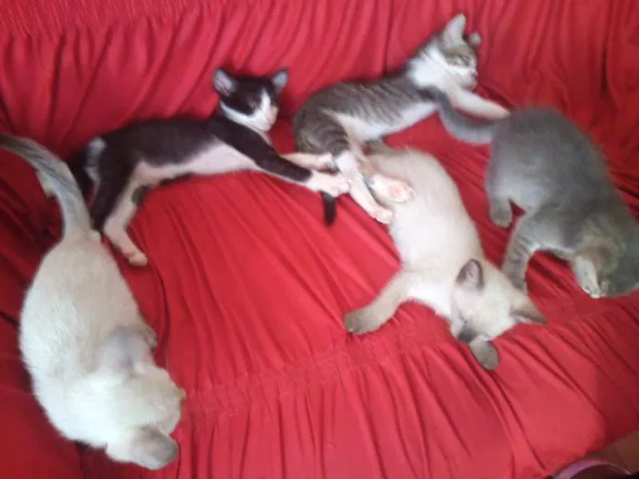 Gato ra a SND idade Abaixo de 2 meses nome Vários