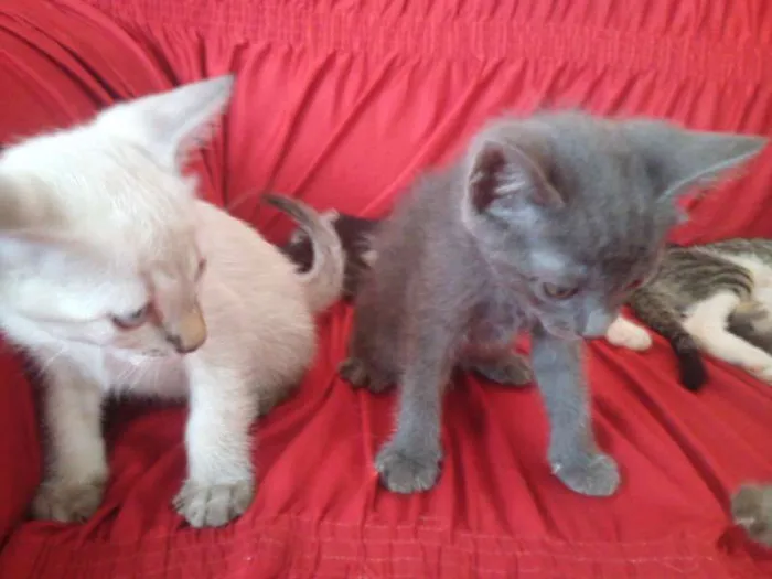 Gato ra a SND idade Abaixo de 2 meses nome Vários