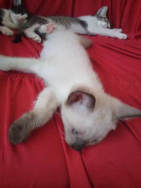 Gato ra a SND idade Abaixo de 2 meses nome Vários