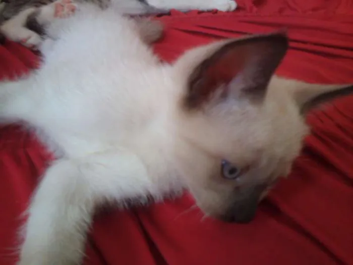 Gato ra a SND idade Abaixo de 2 meses nome Vários