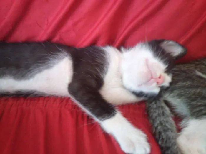 Gato ra a SND idade Abaixo de 2 meses nome Vários