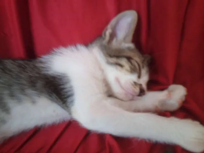 Gato ra a SND idade Abaixo de 2 meses nome Vários