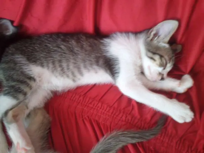 Gato ra a SND idade Abaixo de 2 meses nome Vários