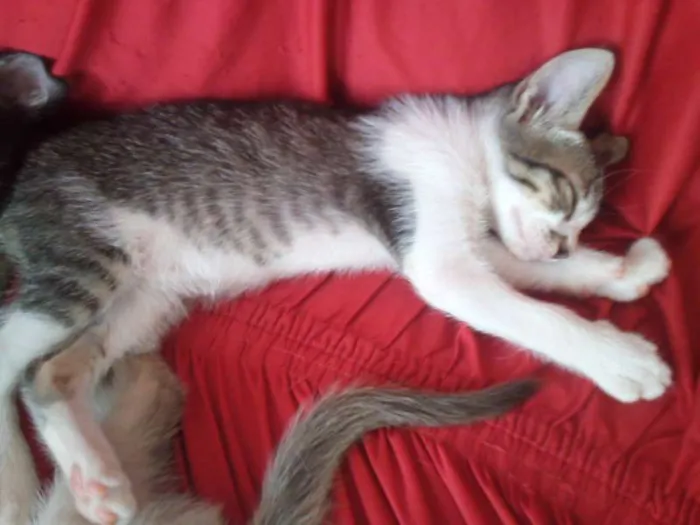 Gato ra a SND idade Abaixo de 2 meses nome Vários