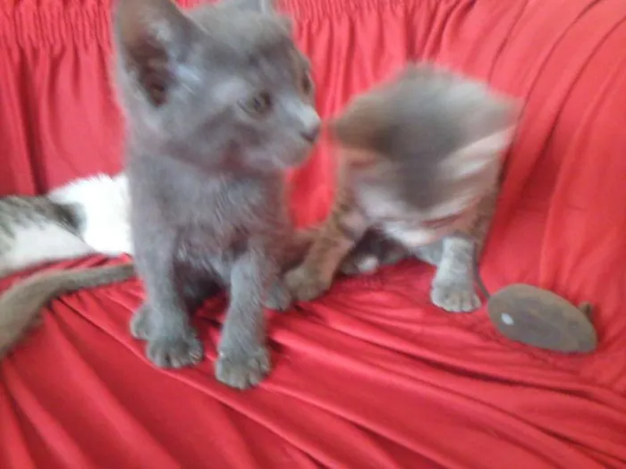 Gato ra a SND idade Abaixo de 2 meses nome Vários
