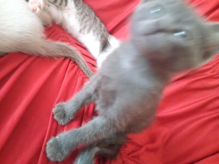 Gato ra a SND idade Abaixo de 2 meses nome Vários