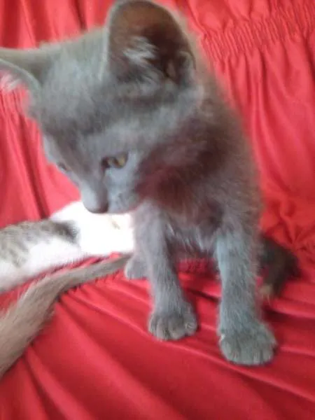 Gato ra a SND idade Abaixo de 2 meses nome Vários